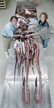 colossal squid.jpg