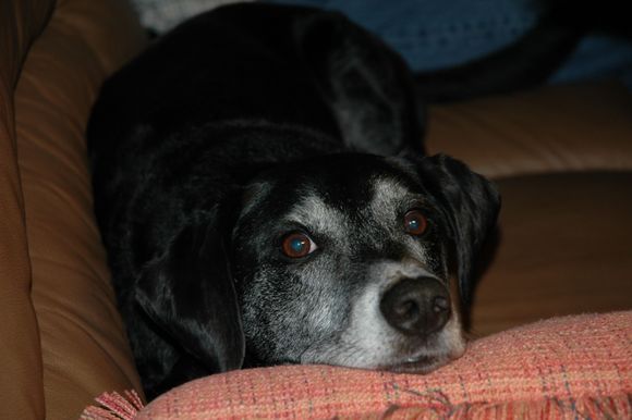 Daisy