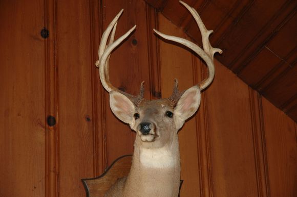 Deer Mount