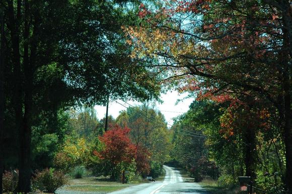DSC_5934 071020 Drive_road_trees.JPG