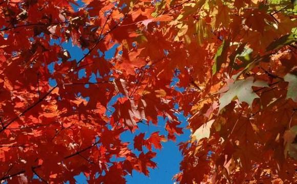 Patty's Fall Color picture.jpg