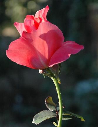 DSC_6347 071115 orange rose.JPG