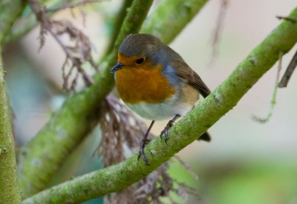 Robin02.jpg