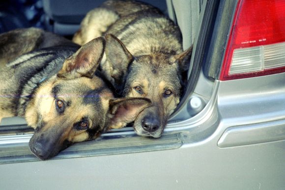 Dogs in van 2-2003.JPG