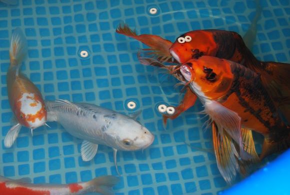 happykoi1.jpg