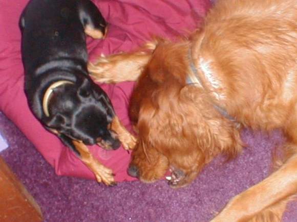 Dogs 8-0019.JPG