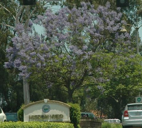 DSC_9279 080531 Mission Viejo tree.JPG