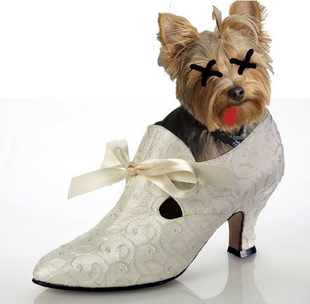 yorkieshoe copy2.jpg