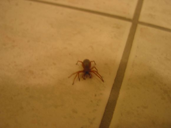 nz spider 2.JPG