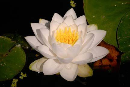 OregonGarden6M.jpg
