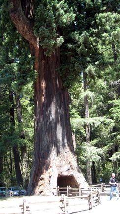 03 the tree.jpg