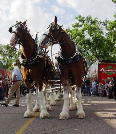 Budweiser