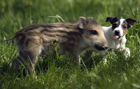 Baby boar and puppy.jpg