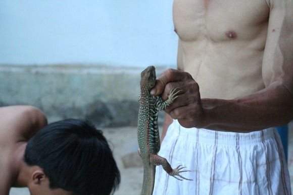 day 4 lizard 3