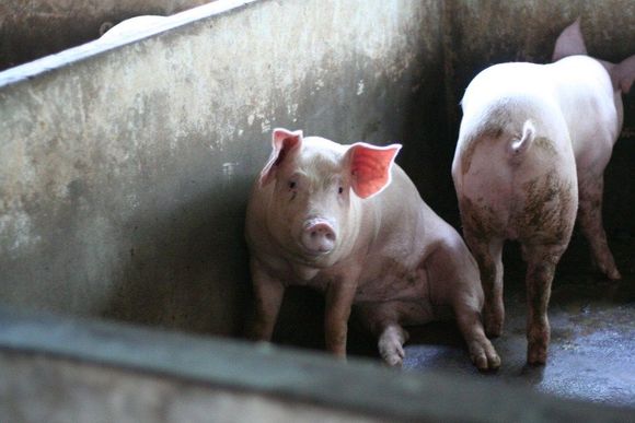pig2