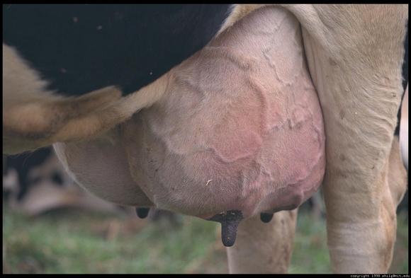 cow-udder.jpg