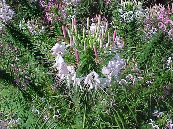 garden2