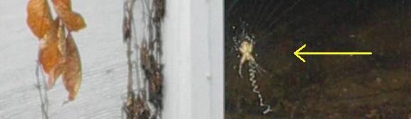 Phobia 8.jpg
