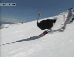 1305562847 skiing ostrich