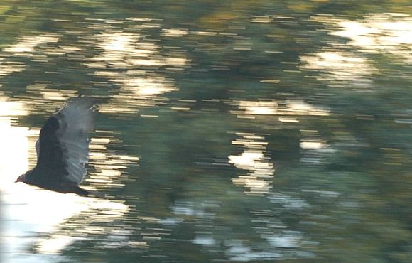 eagle one.jpg