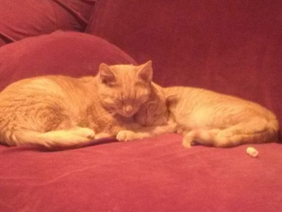 Cats On sofa