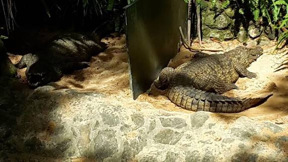 crocs