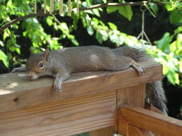 lazy_squirrel_2.jpg