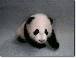 BabyPanda14th.jpg