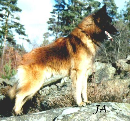 belgian shepherd