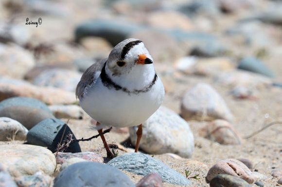 Piping plover kicking up a little sand