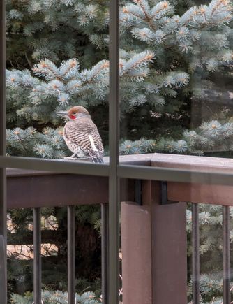 ^1-9-2024.  Northern Flicker.