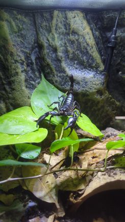 This is Ham my Malaysian Forest Scorpion 