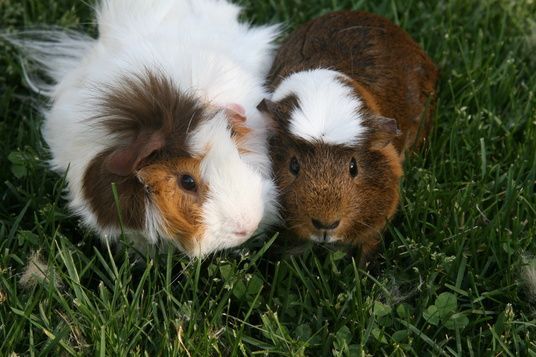 Gonzales and Speedy