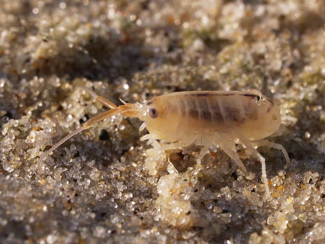 Anyone use sand fleas for bait? - The Hull Truth - Boating and