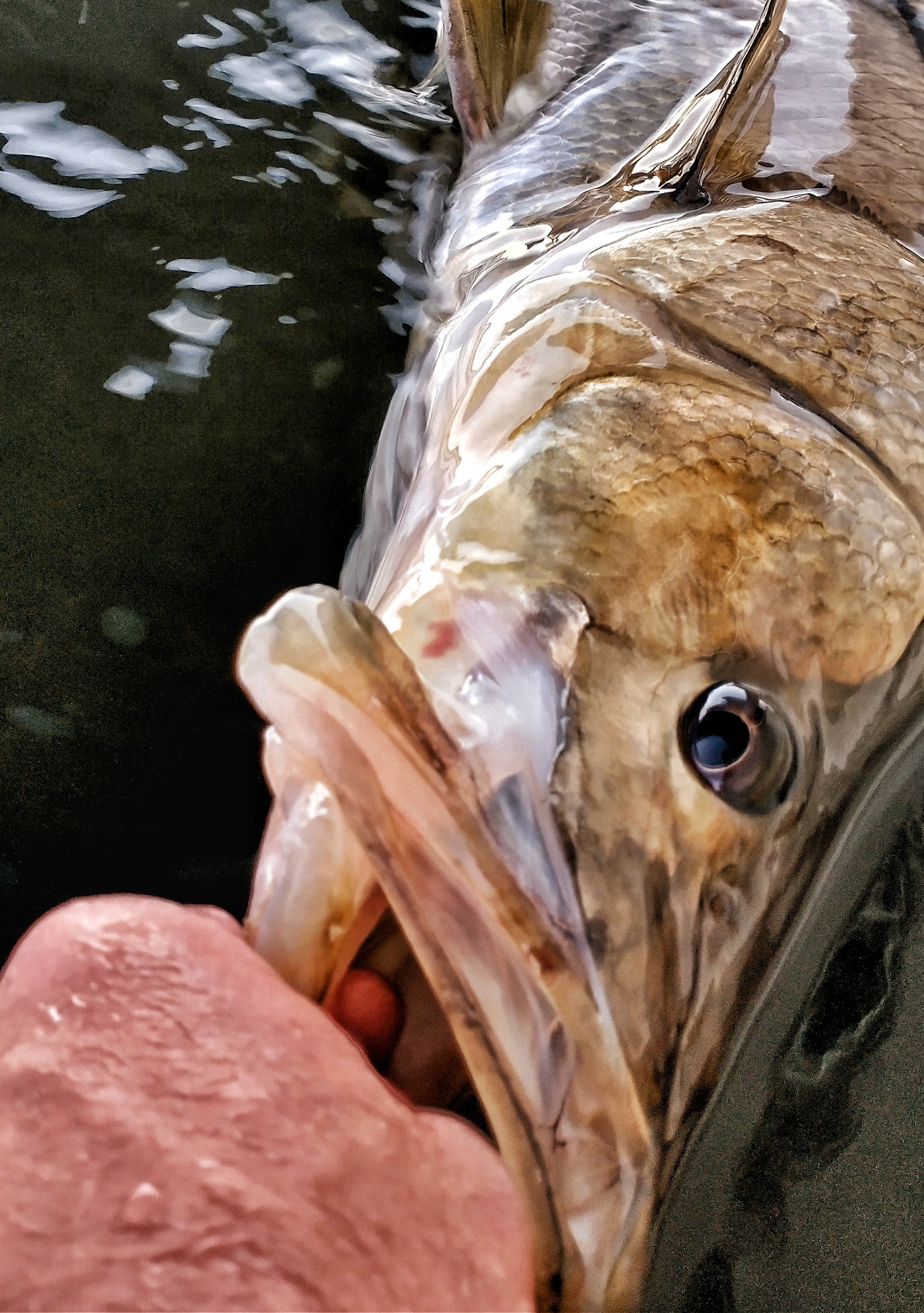 2021 Snook Season Review - The Hull Truth - Boating and Fishing Forum
