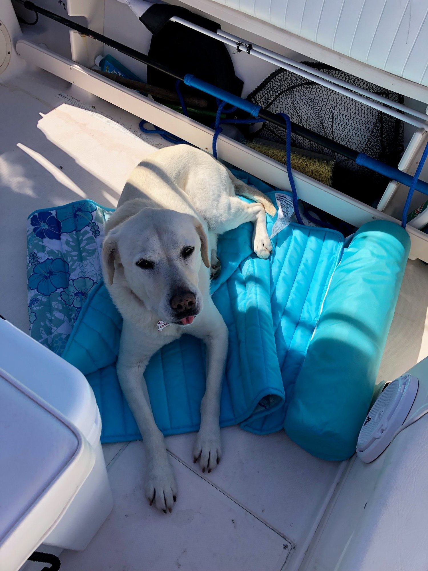 Dogs and boats The Hull Truth Boating and Fishing Forum