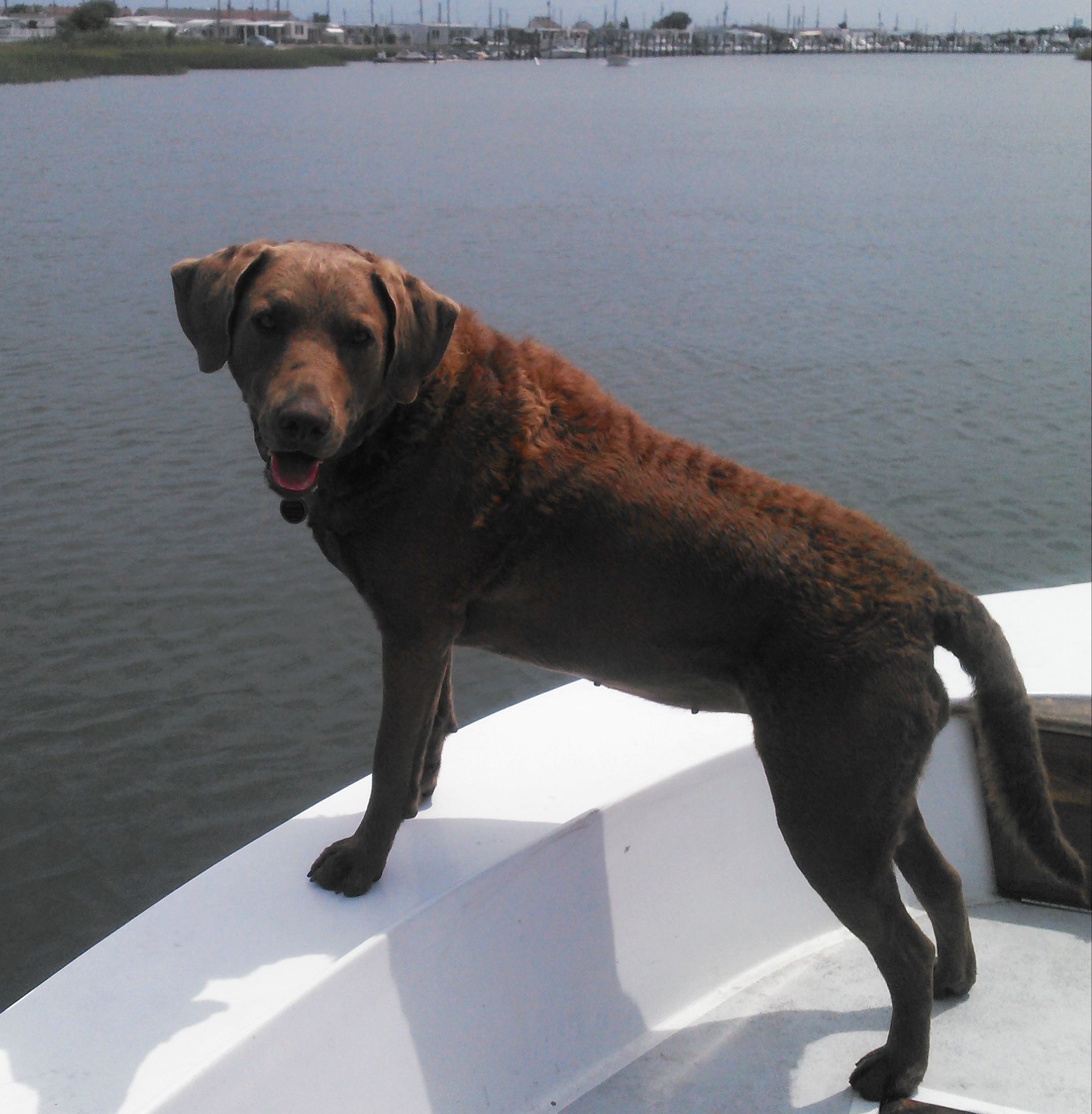 Great boat dogs Page 6 The Hull Truth Boating and Fishing Forum