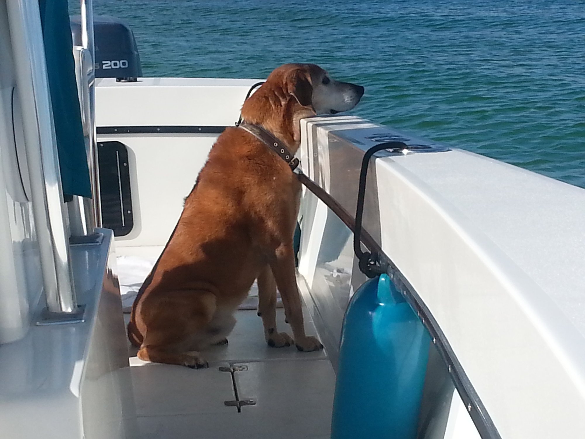 Dogs ON Boats , Lets see some pics !! Page 41 The Hull Truth