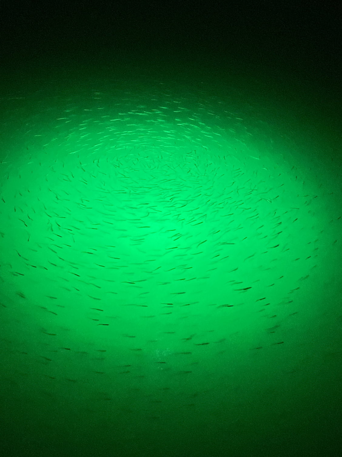 Underwater Green Fishing Lights