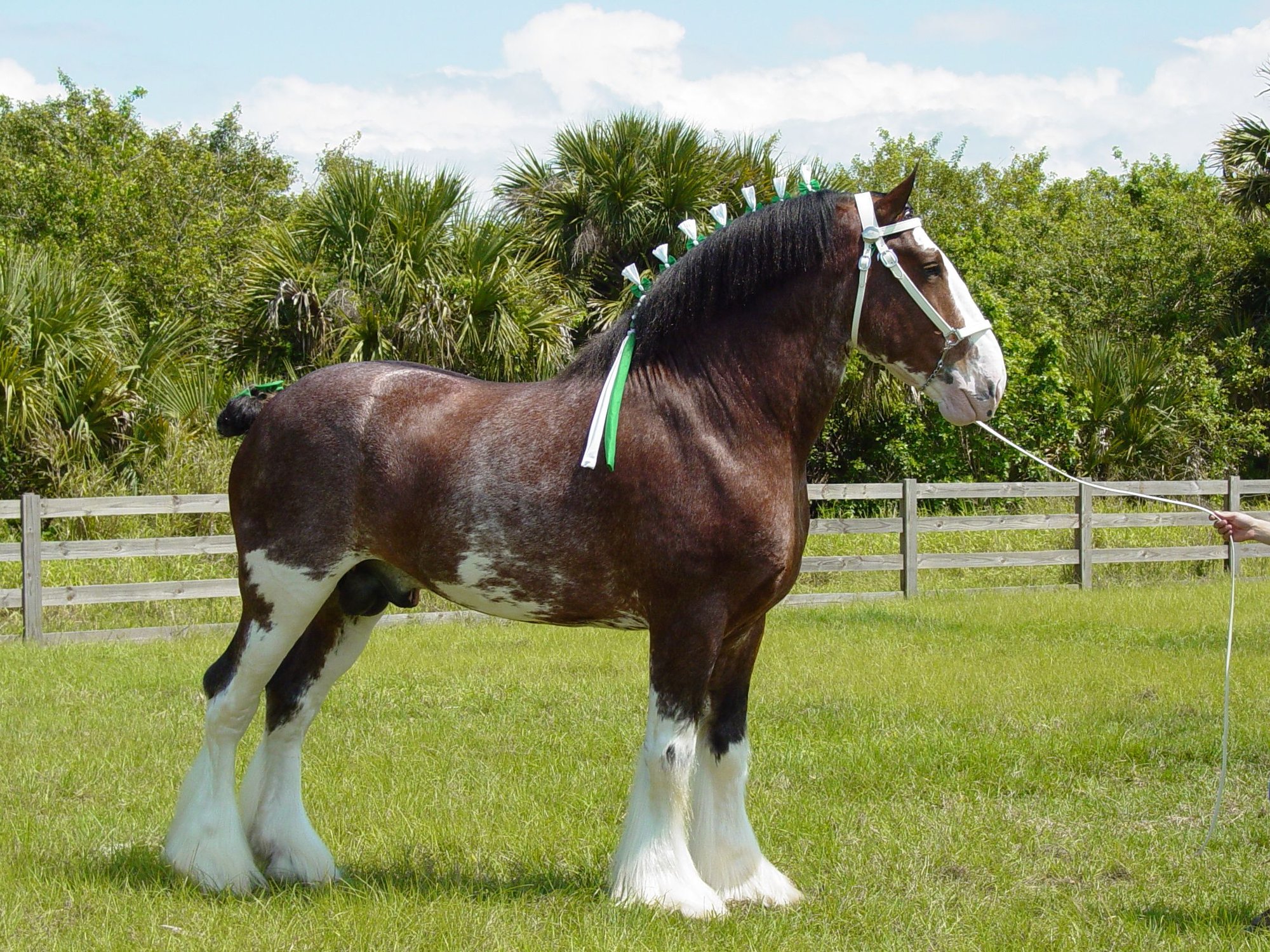 Clydesdale horses The Hull Truth Boating and Fishing Forum