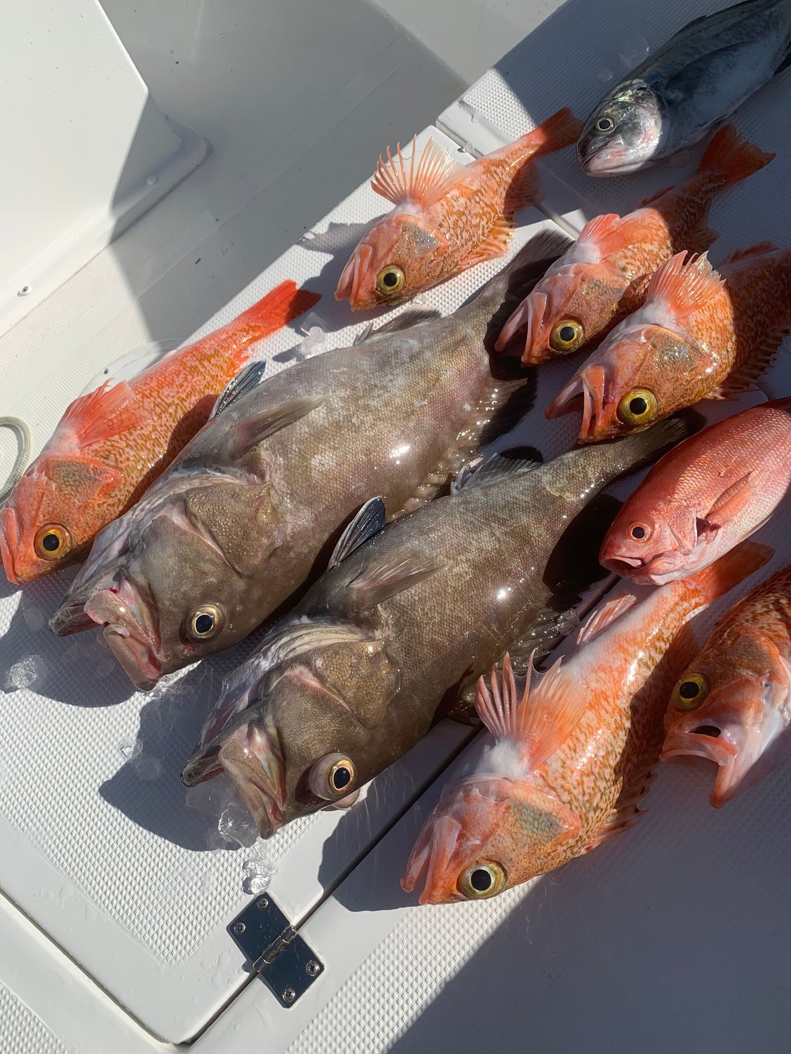 Tilefish deep drop Bar - The Hull Truth - Boating and Fishing Forum