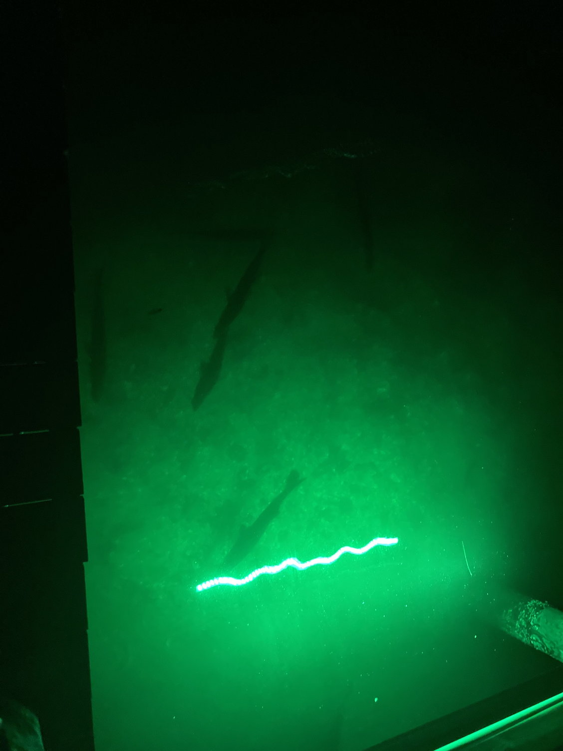 Underwater green light at saltwater dock - The Hull Truth - Boating and  Fishing Forum