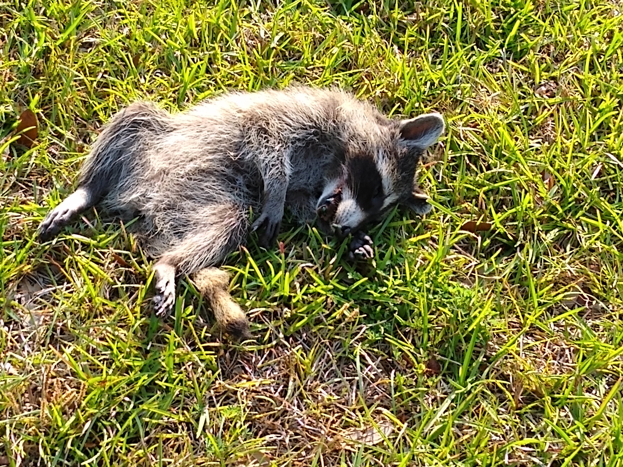 Dead raccoons - The Hull Truth - Boating and Fishing Forum