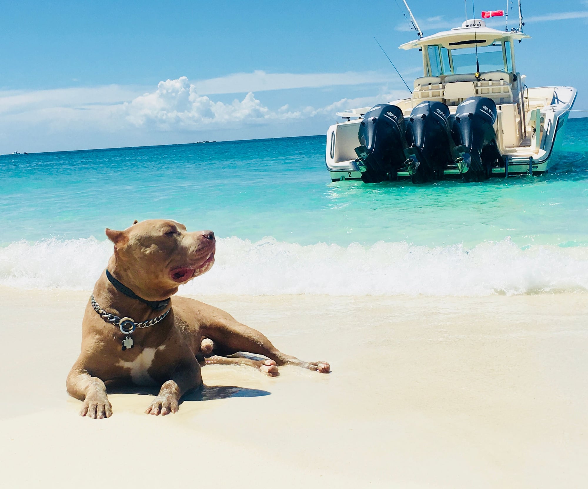 bahamas travel with dog