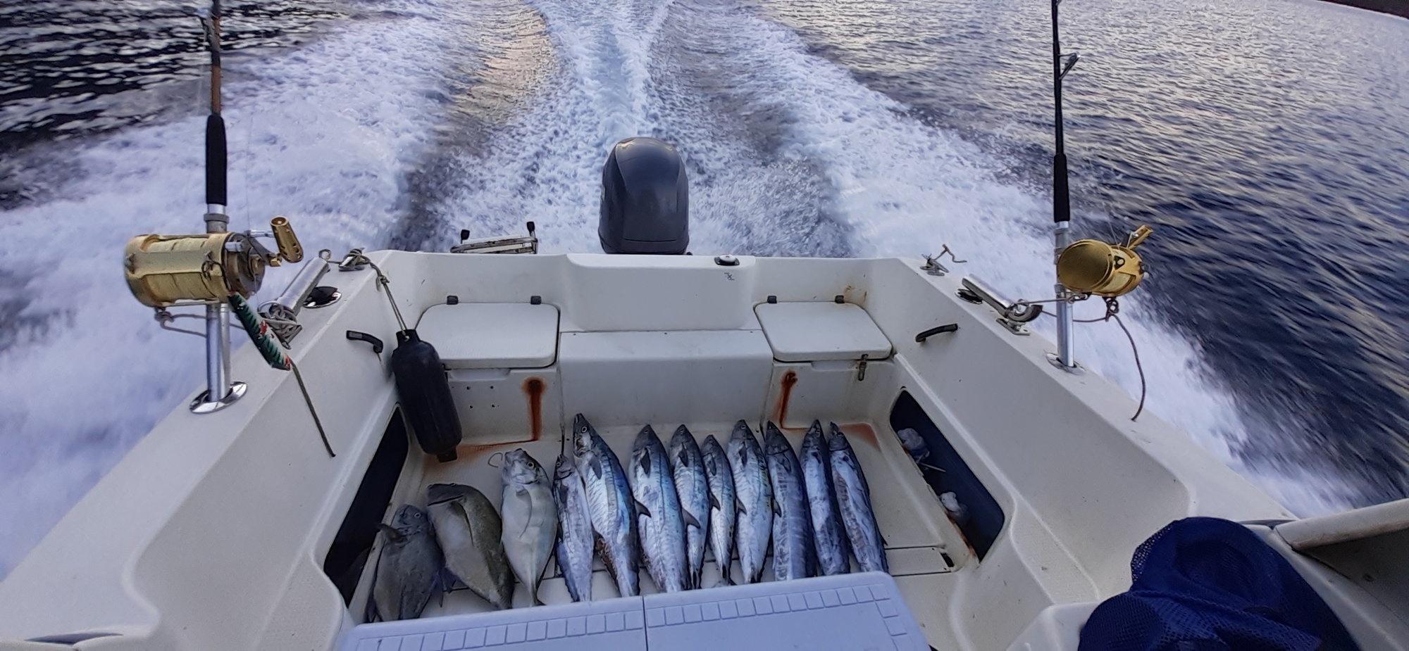 High Speed wahoo trolling - Page 2 - The Hull Truth - Boating and Fishing  Forum