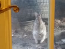 Since my shop dog died last fall I've had this guy hanging around.  He just sits outside my basement door or my garage door and watches me... Shop bunny?  Is that a thing?