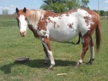 Breeze 15yrs old