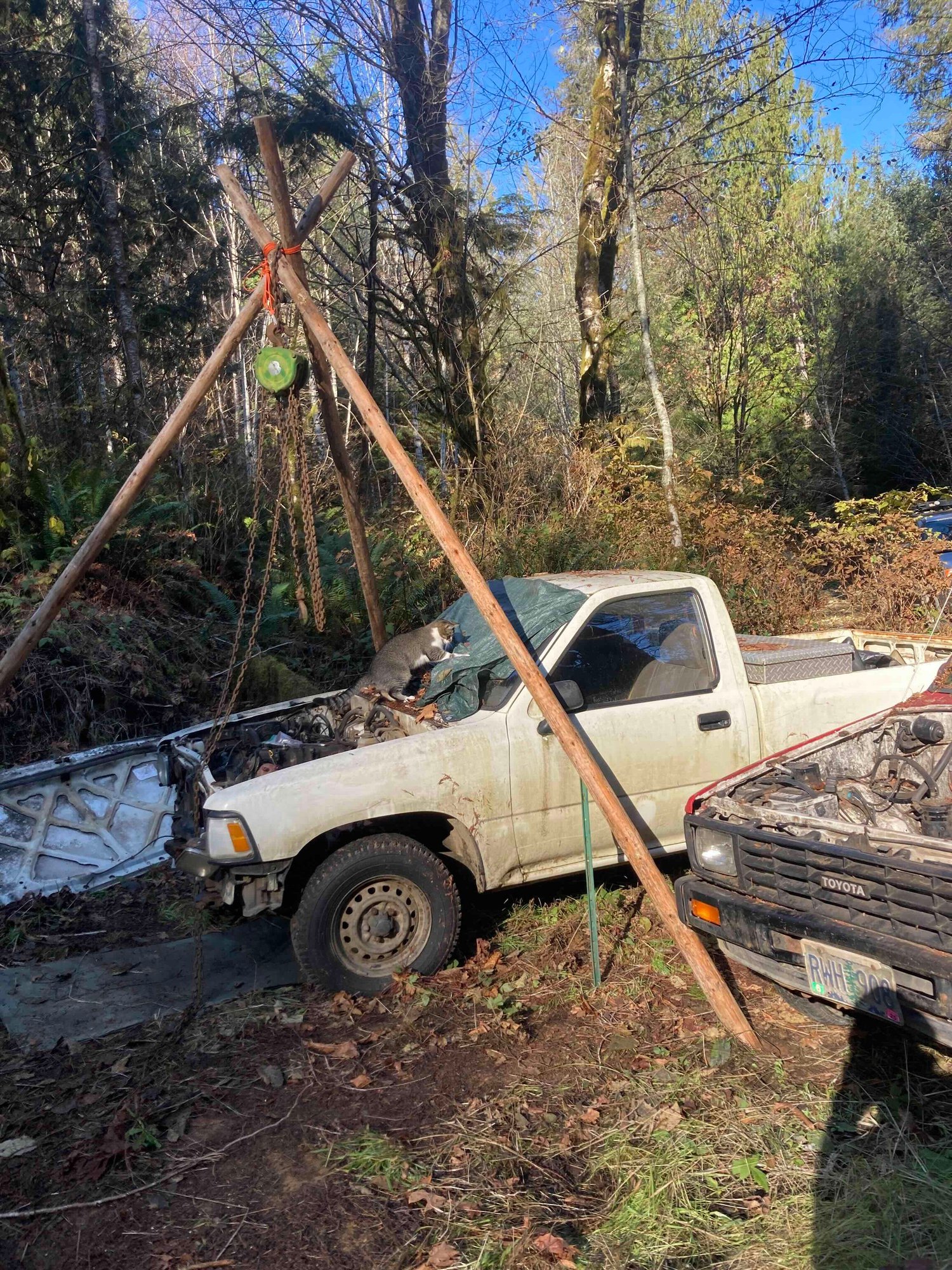 My cat on the donor truck