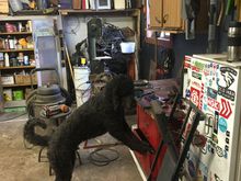 
Freddy is already searching for the 10mm socket