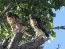 two immature Red-tail.....hekel & jekel